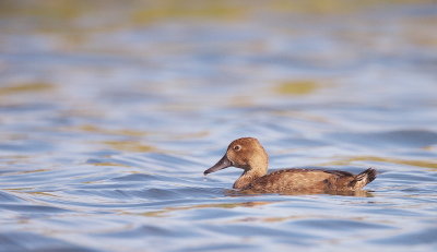Ring-Necked Duck  --  Fuligule a Collier