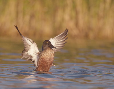Northern Shoveler  --  Canard Souchet