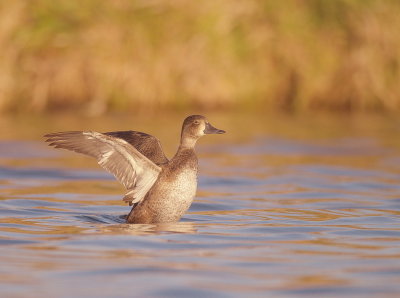 Ring-Necked Duck  --  Fuligule a Collier