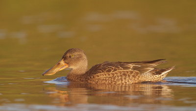 Northern Shoveler  --  Canard Souchet