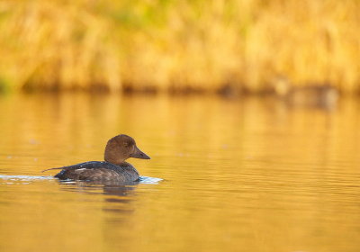 Common GoldenEye  --  Garrot a Oeil D'or