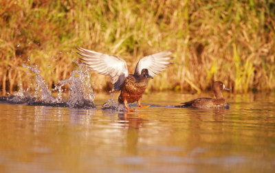 Northern Shoveler ( Greater Scaup )  --  Canard Souchet ( Fuligule Milouinan )