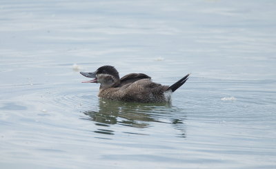Ruddy Duck  --  Erismature Rousse