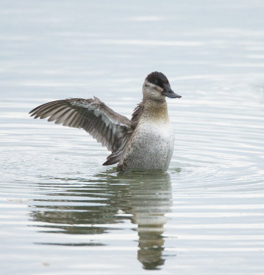 Ruddy Duck  --  Erismature Rousse