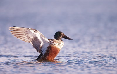 Northern Shoveler  --  Canard Souchet