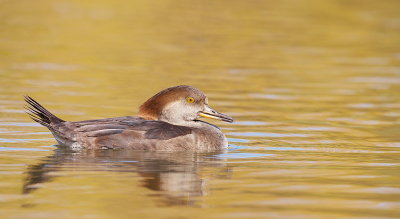 Hooded Merganser  --  Harle Couronne