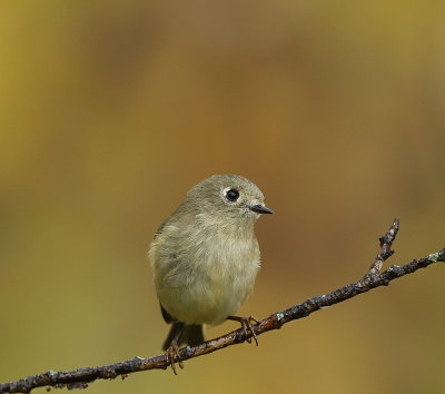 Ruby-Crowned KingLet  --  Roitelet Couronne Rubis