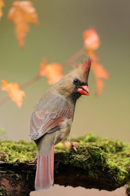 Northern Cardinal  --  Cardinal Rouge