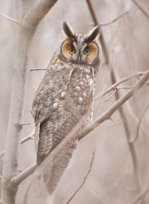Long-Eared Owl  --  Hibou Moyen-Duc