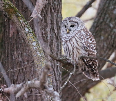 Barred Owl  --  Chouette Rayee