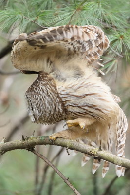 Barred Owl  --  Chouette Rayee