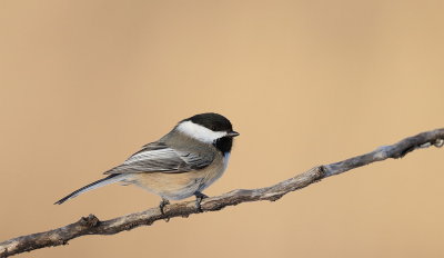 Black-Capped ChickDee  --  Mesange a Tete Noire