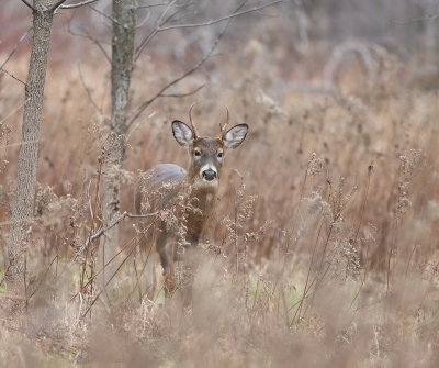 White-Tail Deer  --  Cerf de Virginie