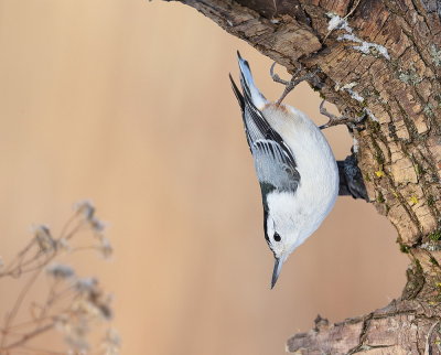  White-Breasted NutHatch  --  Sittelle A Poitrine Blanche