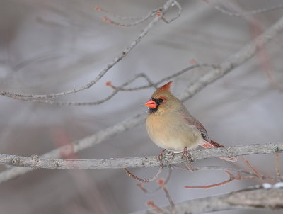 Northern Cardinal  --  Cardinal Rouge