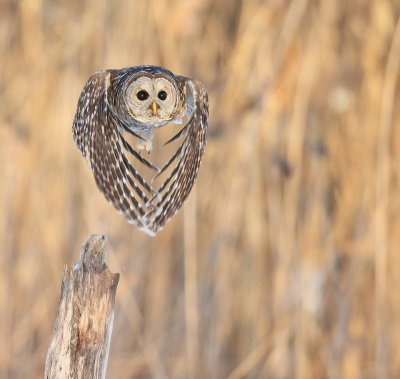 Barred Owl  --  Chouette Rayee