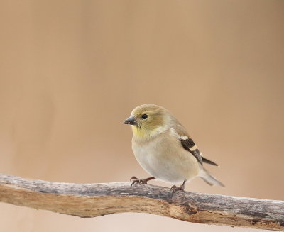 American GoldFinch  --  Chardonneret Jaune