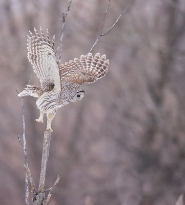 Barred Owl  --  Chouette Rayee