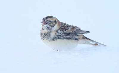 LapLand LongSpur  --  Bruant Lapon