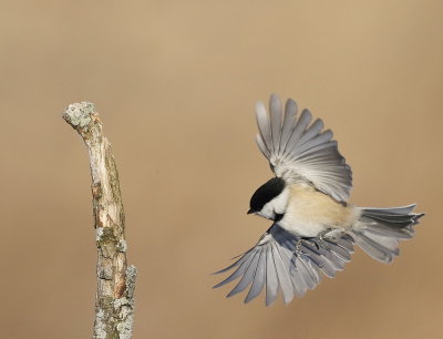 Black-Capped Chickadee  --  Mesange A Tete Noire