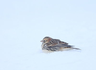 Lapland Longspur  --  Bruant Lapon