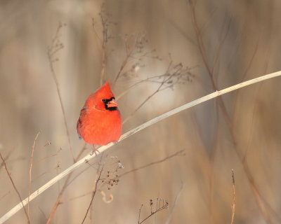 Northern Cardinal  --  Cardinal Rouge