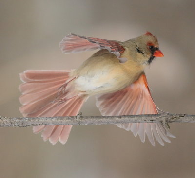 Northern Cardinal  --  Cardinal Rouge