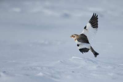 Snow Bunting  --  Plectrophane des Neiges