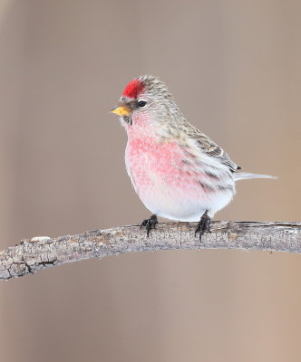 Common RedPoll  --  Sizerin Flamme