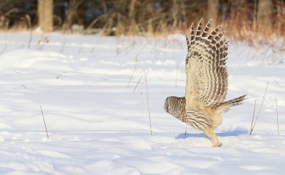 Barred Owl  --  Chouette Rayee