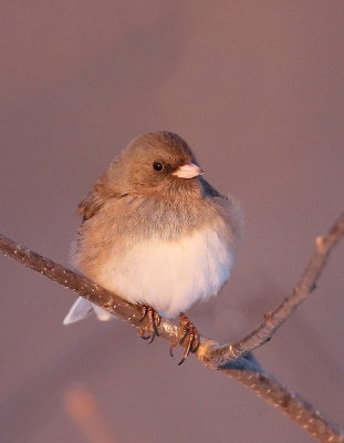 Dark-Eyed Junco ( browish-gray )  --  Junco Ardoise ( gris-brun )