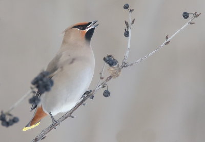 Bohemian WaxWING  --  Jaseur Boreal