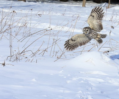 Barred Owl  --  Chouette Rayee