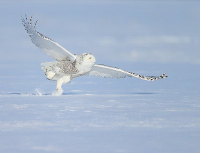 Snowy Owl  --  HarFang des Neiges