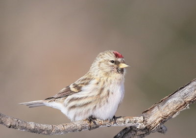 Common RedPoll  --  Sizerin Flamme