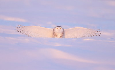 Snowy Owl  --  HarFang des Neiges