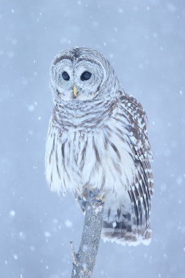 Barred Owl  --  Chouette Rayee