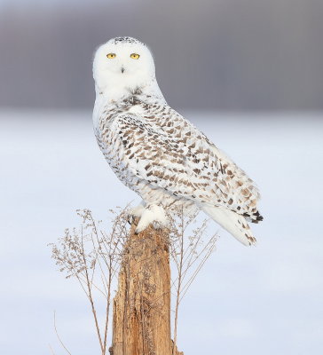 Snowy Owl  --  HarFang des Neiges