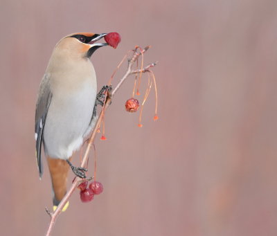 Bohemian WaxWing  --  Jaseur Boreal