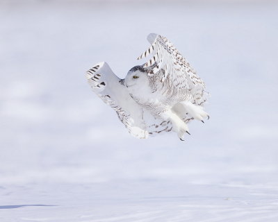 Snowy Owl  --  HarFang des Neiges