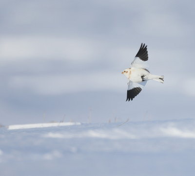 Snow Bunting  --  Plectrophane des Neiges