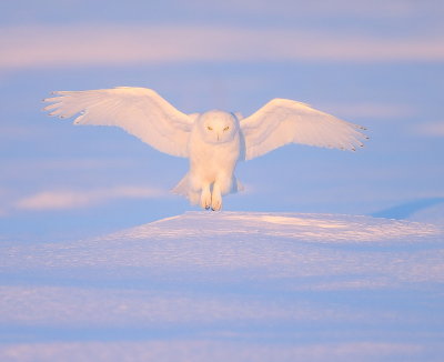 Snowy Owl  --  HarFang des Neiges