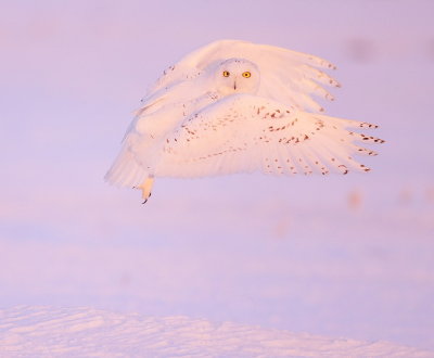 Snowy Owl  --  HarFang des Neiges