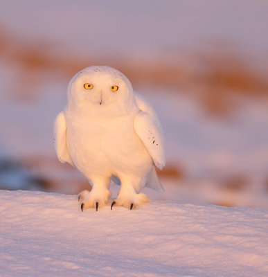 Snowy Owl  --  HarFang des Neiges