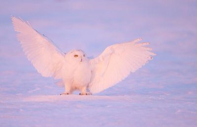 Snowy Owl  --  HarFang des Neiges