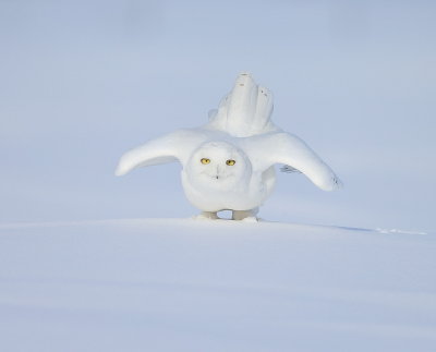 Snowy Owl  --  HarFang des Neiges