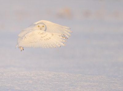 Snowy Owl  --  HarFang des Neiges