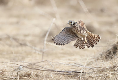 American Kestrel  --  Crecerelle D'Amerique