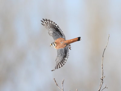 American Kestrel  --  Crecerelle D'Amerique