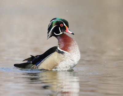 Wood Duck  --  Canard Branchu